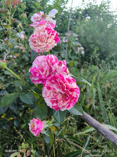  - Trandafiri 2025 ll