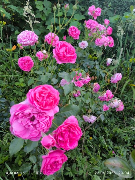  - Trandafiri 2025 ll