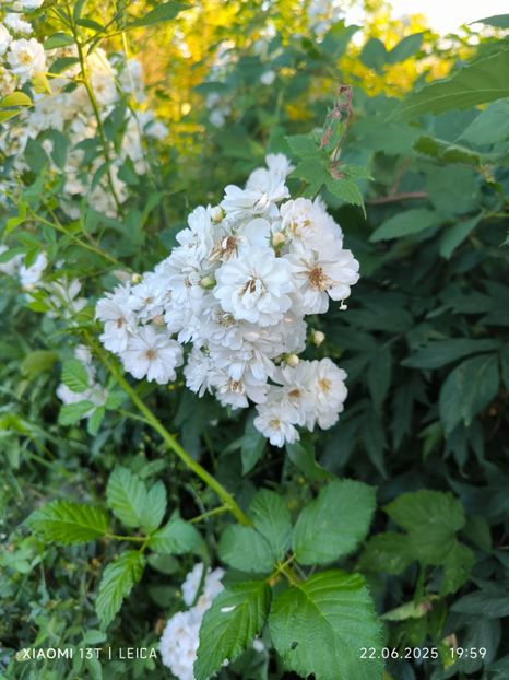  - Trandafiri 2025 ll