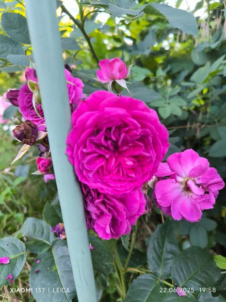  - Trandafiri 2025 ll