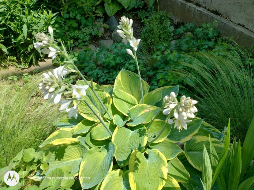  - Flori de gradină-2025