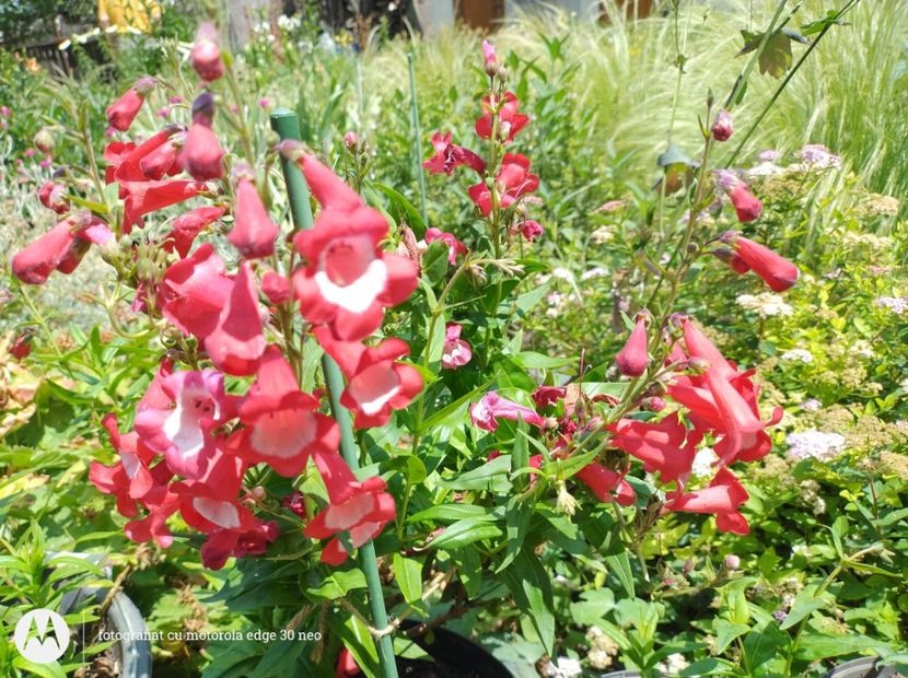  - Flori de gradină-2025