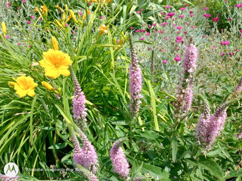  - Flori de gradină-2025
