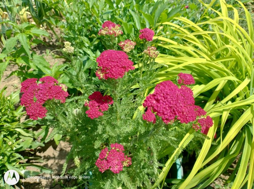  - Flori de gradină-2025
