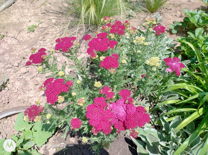  - Flori de gradină-2025