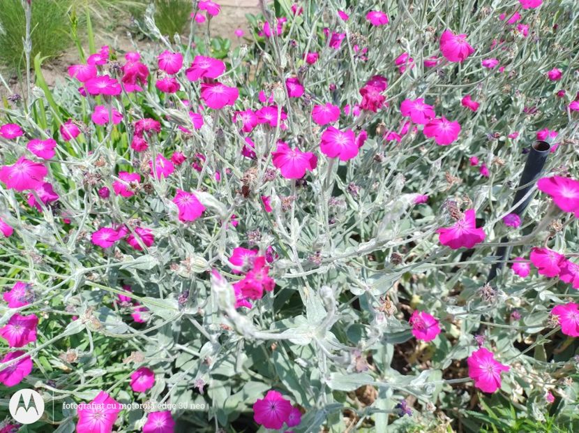  - Flori de gradină-2025