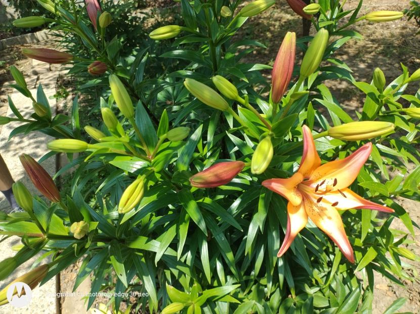  - Flori de gradină-2025