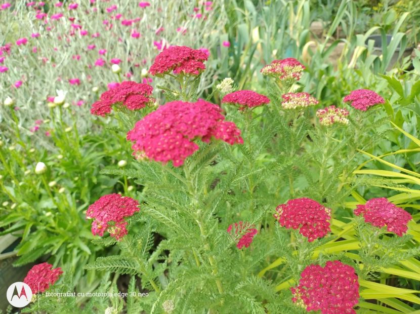  - Flori de gradină-2025