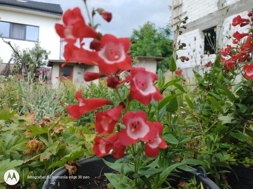  - Flori de gradină-2025