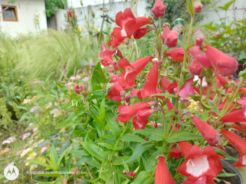  - Flori de gradină-2025