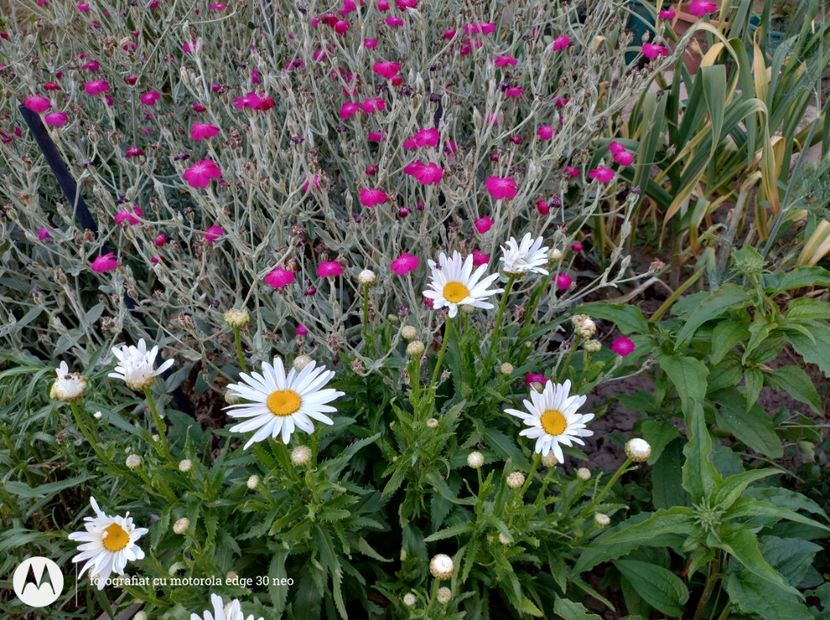  - Flori de gradină-2025
