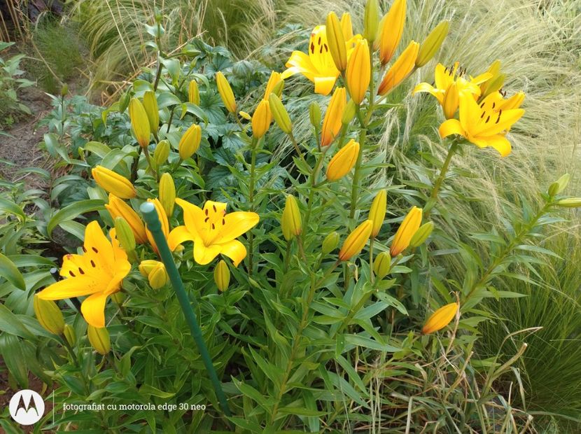  - Flori de gradină-2025