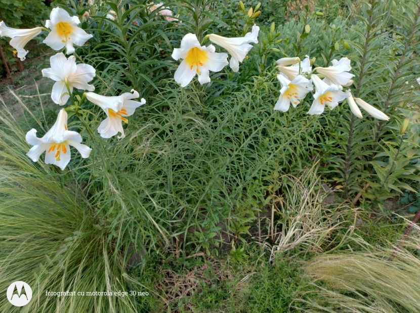  - Flori de gradină-2025