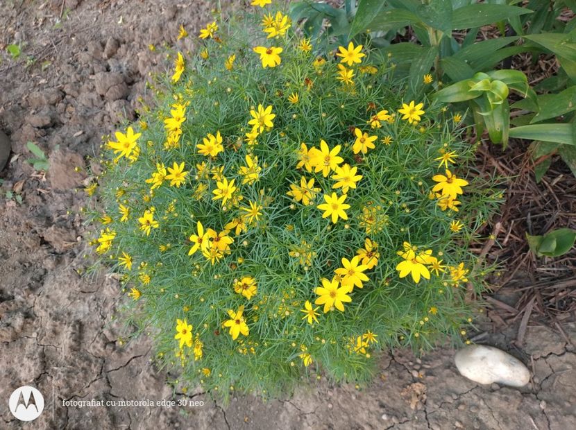  - Flori de gradină-2025