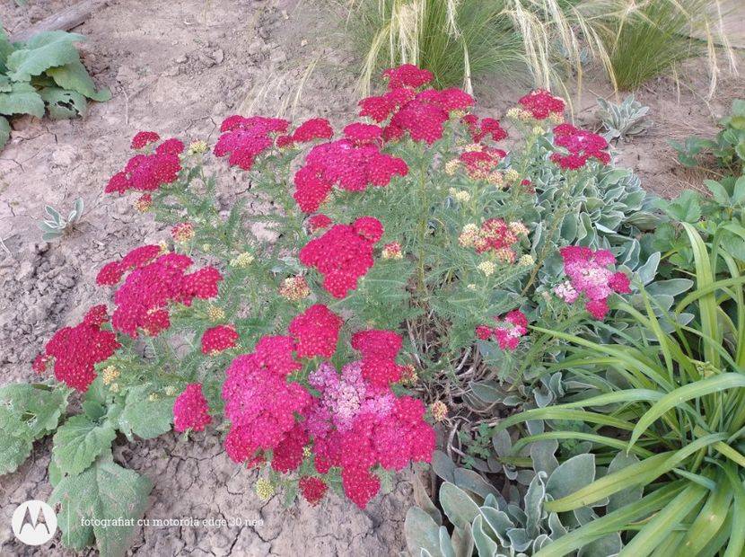  - Flori de gradină-2025