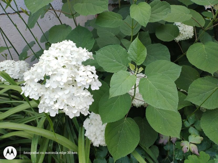  - Flori de gradină-2025