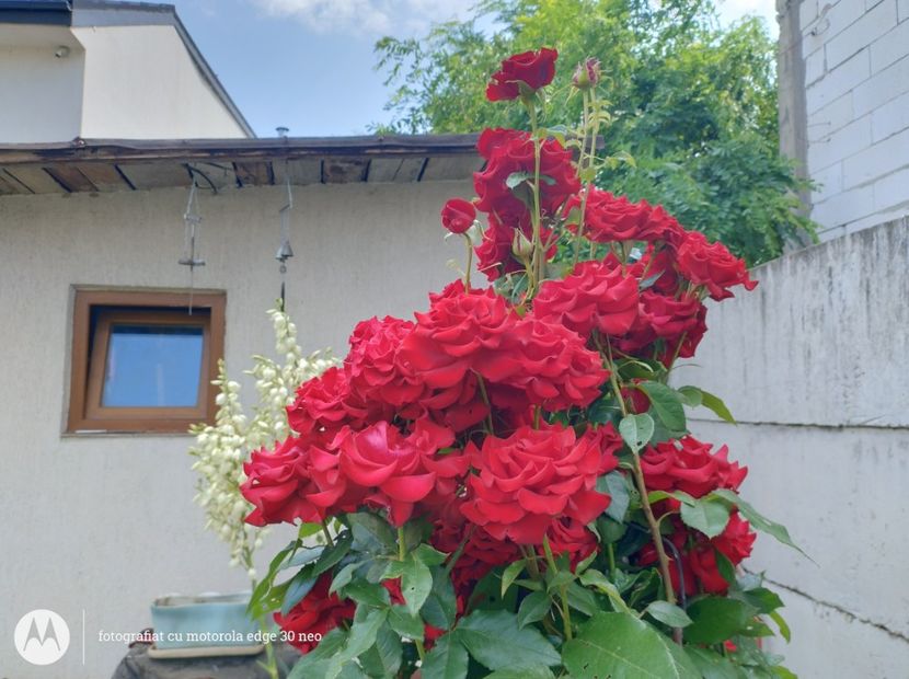  - Flori de gradină-2025