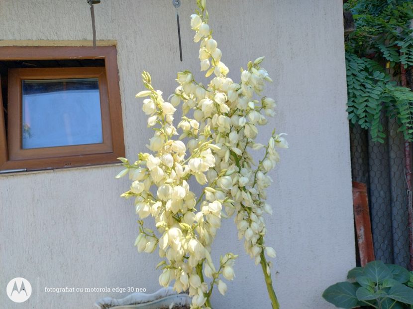  - Flori de gradină-2025