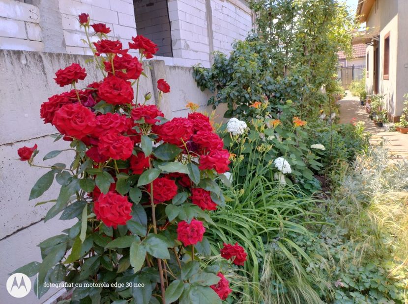  - Flori de gradină-2025