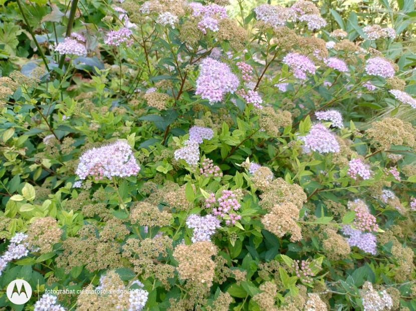  - Flori de gradină-2025