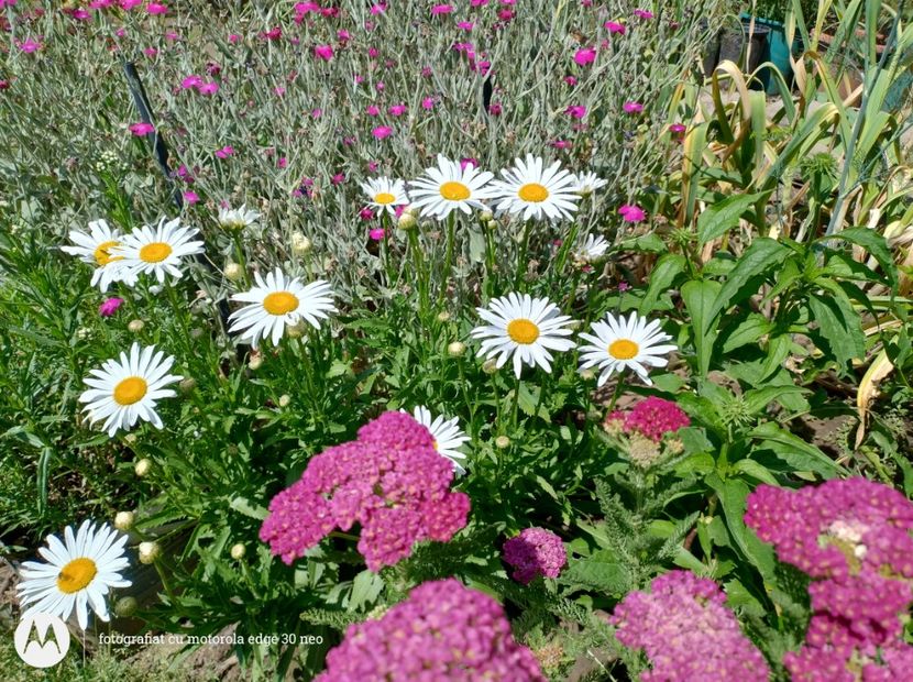  - Flori de gradină-2025