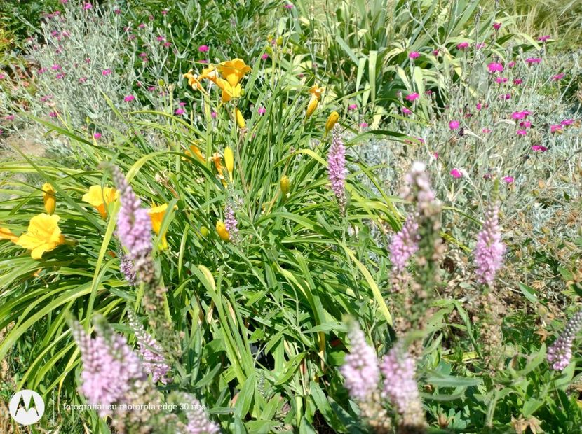  - Flori de gradină-2025