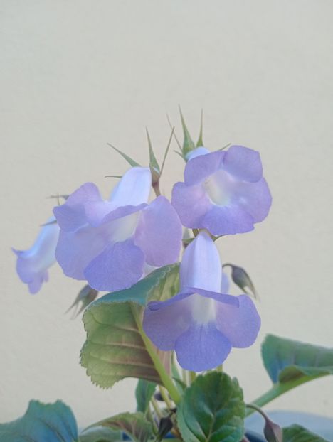  - Sinningia Bleu Ciel