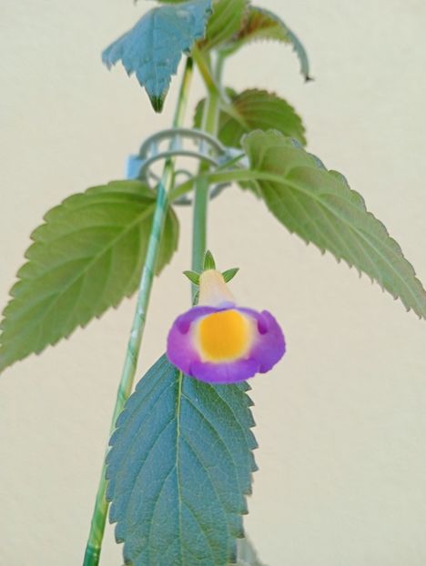 2025 - BriDs Estrella de Oro