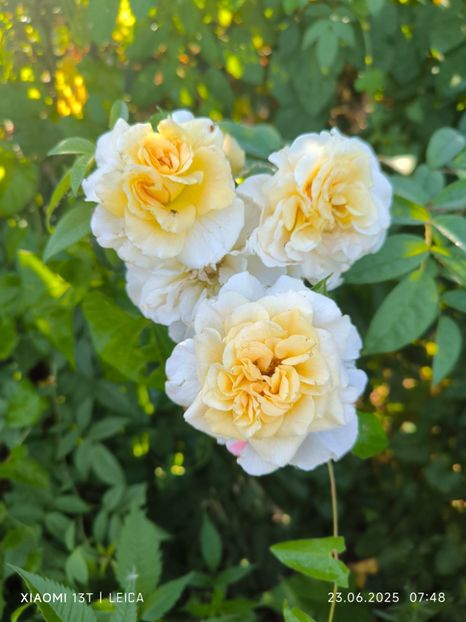  - Trandafiri 2025 ll