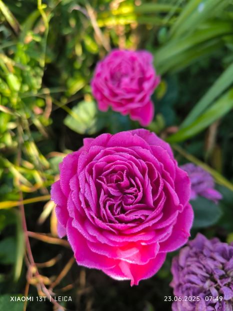  - Trandafiri 2025 ll