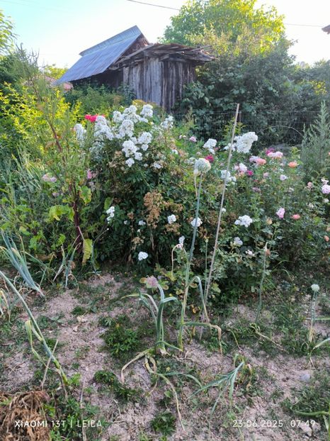  - Trandafiri 2025 ll