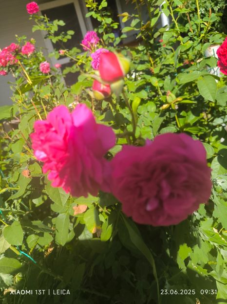  - Trandafiri 2025 ll