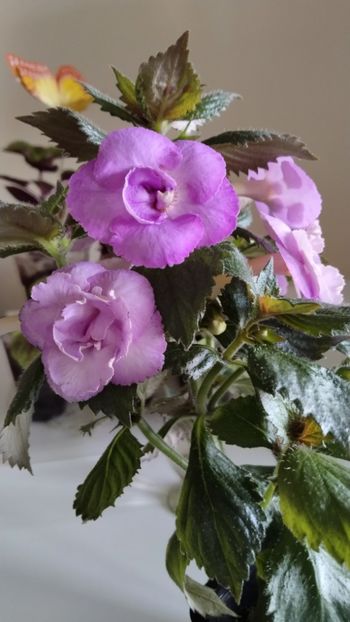  - 2025-LAVENDER ENGLISE ROSE