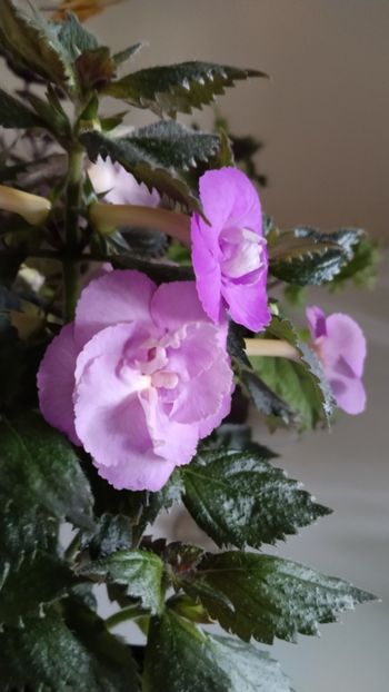  - 2025-LAVENDER ENGLISE ROSE