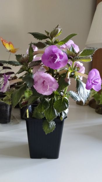  - 2025-LAVENDER ENGLISE ROSE