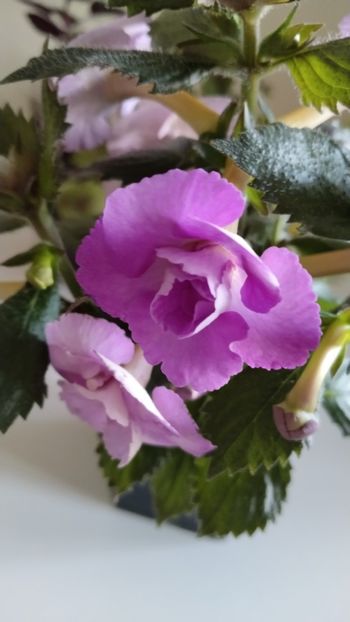  - 2025-LAVENDER ENGLISE ROSE