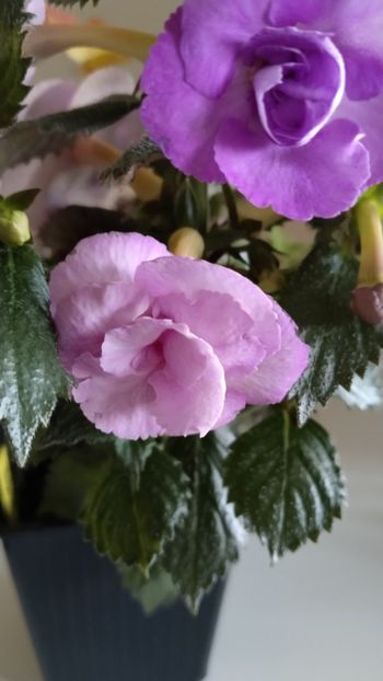  - 2025-LAVENDER ENGLISE ROSE