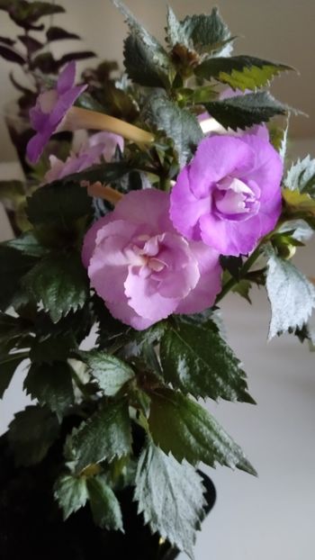  - 2025-LAVENDER ENGLISE ROSE