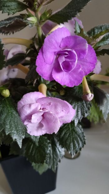  - 2025-LAVENDER ENGLISE ROSE