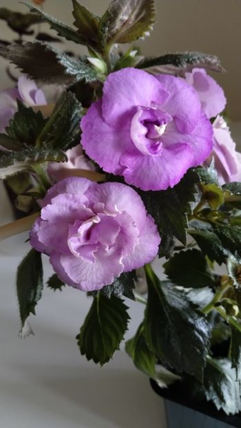  - 2025-LAVENDER ENGLISE ROSE