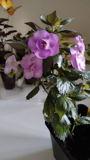  - 2025-LAVENDER ENGLISE ROSE