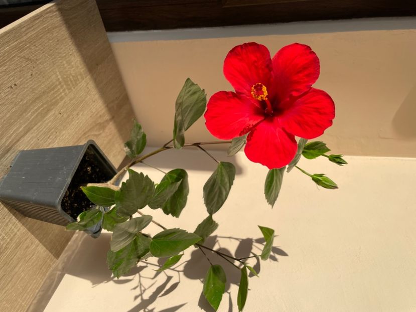  - 0006 - Hibiscusi 2025 - 1