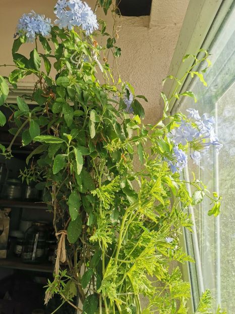  - Plante