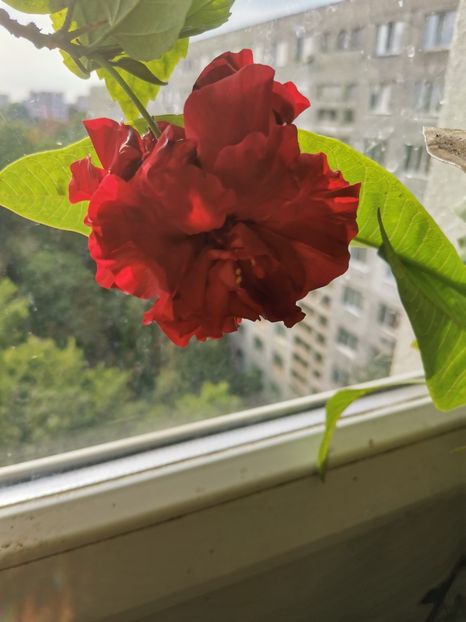  - Plante