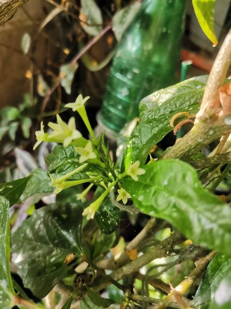  - Plante