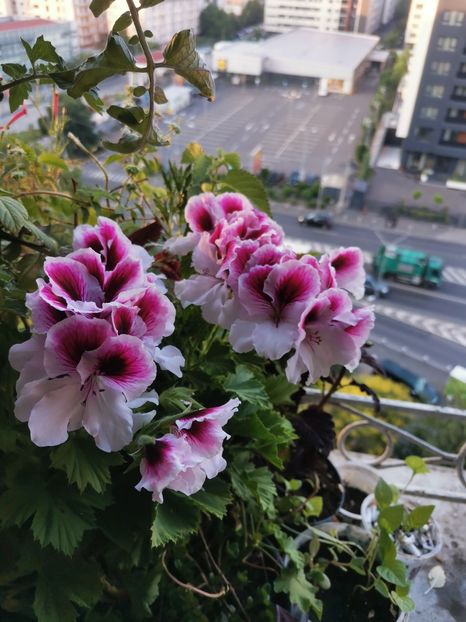  - Plante