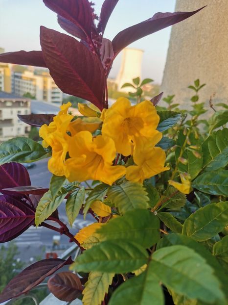  - Plante