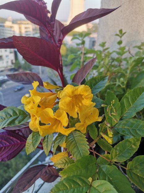  - Plante