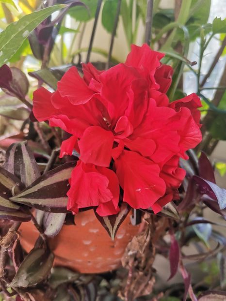  - Plante