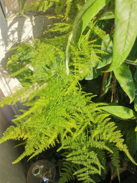  - Plante